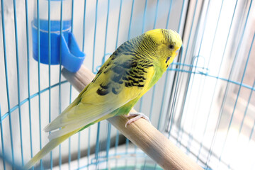 A budgie is sitting in a cage