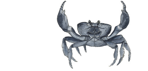 Crab isolated on white background