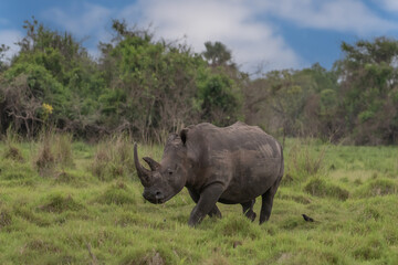 White rhinoceros (Ceratotherium simum) with calf in natural habitat, South Africa