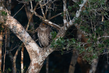 Crested hawk eagle perched in a branch