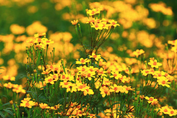 Copper Canyon Daisy,Lemon Marigold,Mexican Bush Marigold,many beautiful yellow flowers blooming in the garden in autumn
