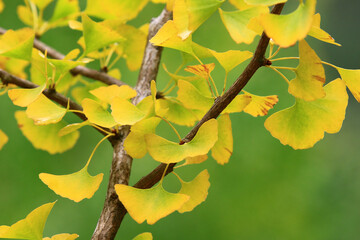 changing color leaves of Ginkgo Tree,Maidenhair Tree,close-up of yellow with green leaves growing on the branches of the Ginkgo tree in autumn