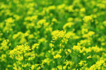 blooming colorful Rape,Edible Rape,Rapeseed flowers,close-up of yellow Rape flowers blooming in the plantation in a sunny day