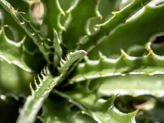 Succulent plant close-up, thorn and detail on leaves of Agave plant