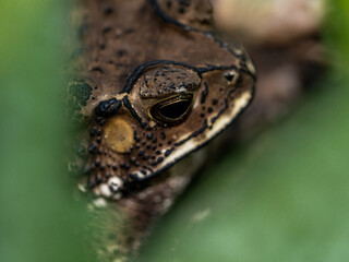 Close-up of the face of a Toad Bufo melanostictus
