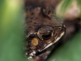 Close-up of the face of a Toad Bufo melanostictus