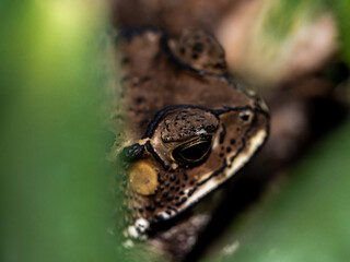 Close-up of the face of a Toad Bufo melanostictus