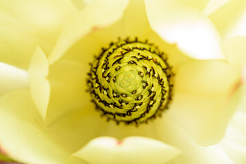 A spiral pattern hidden inside the centre of a yellow flower gives a calm and aspirational feeling