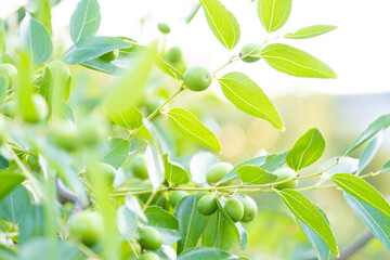 Branch of jujube with green raw fruits. Leaves and fruits of jujube. A tree with green fruits, a tree with olives.