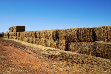 Cattle feed on the inland road Barkly Highway