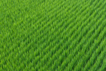 Fresh paddy rice field meadow