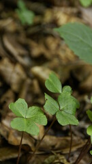leaves on the ground