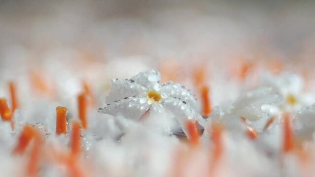 Nyctanthes arbor-tristis, the night-flowering jasmine or Shiuli