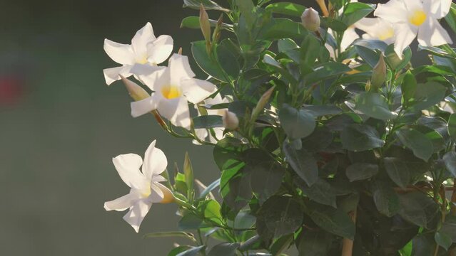 Splendid white flowers of Dipladenia exotic plant