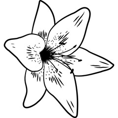 Obraz premium contour elements of flowers and plants