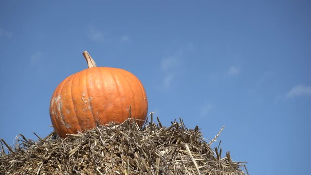 Orange pumpkin on the hay, with copy space on clear blue sky. Autumn or fall still life composition. Organic vegetable farming, harvest season on a pumpkin patch.