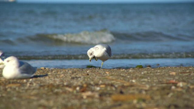 Seagulls sitting and resting on a sandy beach with ocean background