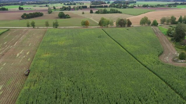 Acres of green cornfields to produce food, biomass energy, and silage fodder