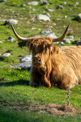 Highland cow on the Isle of Harris in Scotland