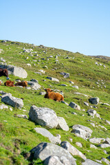 Highland cow on the Isle of Harris in Scotland