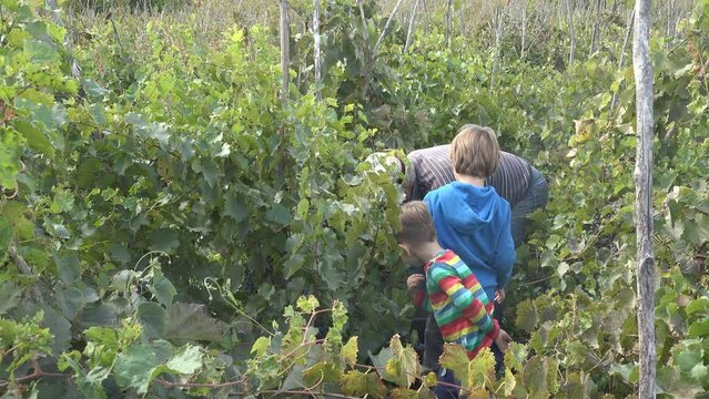Elderly farmer helped by grandchildren to harvest the grapes in the vineyard