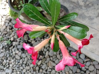 a photo of a red frangipani flower. beautiful flowers and loved by many people