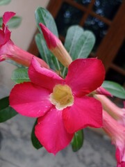 a photo of a red frangipani flower. beautiful flowers and loved by many people