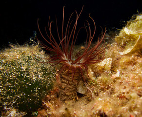Tube worm from Cyprus, Mediterranean Sea