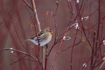 Male common redpoll perched on the red pussywillow branch.