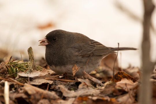 Dark-eyed junco on the ground with leaves has a seed in the beak.