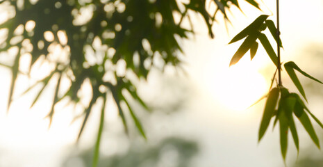 nature background at sunrise, close up