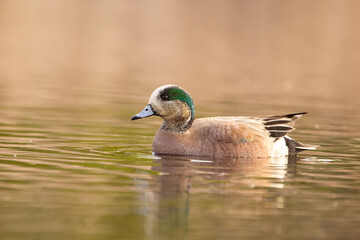 Fototapeta premium Cute male American wigeon is swimming alone in the lake.