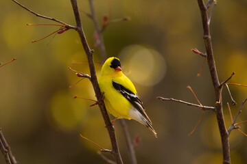 Naklejka premium American goldfinch is perched on the branch in the forest with yellow background.
