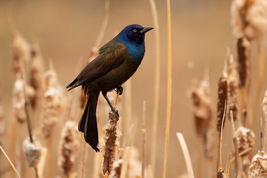 Male common grackle perched on yellow reeds in wild.