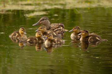Female green-winged teal and her ducklings are swimming in the lake.