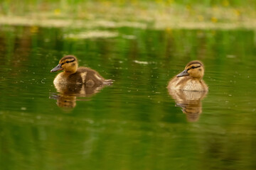 Two little fluffy ducklings are swimming in the green water.