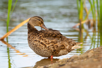 Female Mallard is standing near the water f the lake and preening.