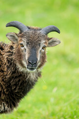 Wild Soay sheep an ancient breed on St Kilda in the outer Hebrides Scotland