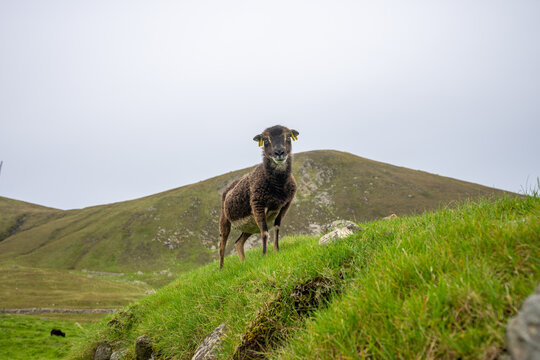 Wild Soay sheep an ancient breed on St Kilda in the outer Hebrides Scotland
