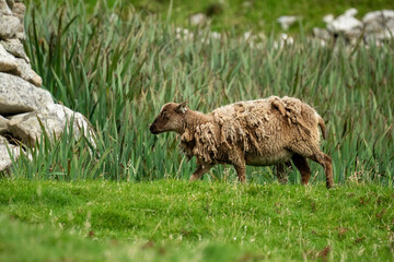 Wild Soay sheep an ancient breed on St Kilda in the outer Hebrides Scotland
