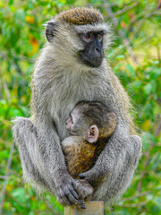 baboon monkey takes care for its baby