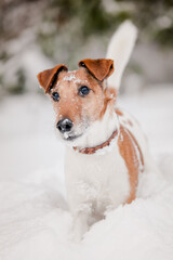 Hund im Schnee
