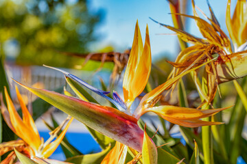 detail of bird of paradise flower - strelicia - in morning light
