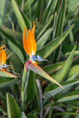 Fototapeta na wymiar detail of bird of paradise flower - strelicia - in morning light
