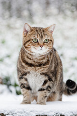 Dicke Katze im Garten - Schnee