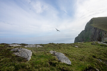 A fulmar bird flying above the cliffs at St Kilda in the Outer Hebrides Scotland