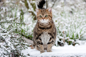 Naklejka na ściany i meble Dicke Katze im Garten - Schnee