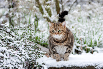 Dicke Katze im Garten - Schnee