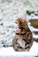 Dicke Katze im Garten - Schnee