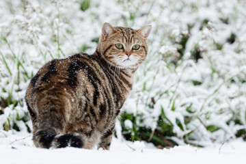Naklejka na ściany i meble Dicke Katze im Garten - Schnee